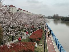 -高东镇樱花园