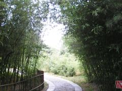 竹林-紫竹院公园冰场