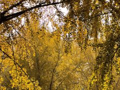 -三里屯东五街银杏大道