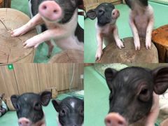 -藦茜花园宠物主题亲子互动体验馆(国顺东路店)