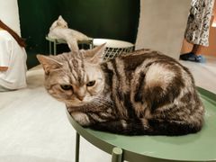 -猫儿山۰猫主题餐厅