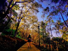 -铁山坪森林公园