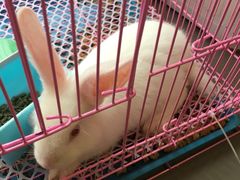 -田园东方蜜桃村的田野营地