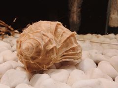 -羽山料理