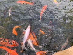 -惠州金海湾嘉华度假酒店