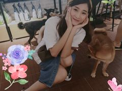 柴犬蛋糕-柴犬高等学院·狗咖·柴犬售卖·宠物训练