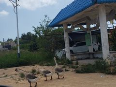 -汕尾风车岛