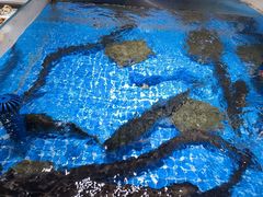 -皮记海鲜1995(寮步店)