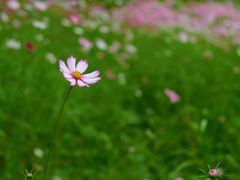 -厦门园林博览苑