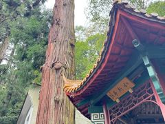 -天目山大树王景区