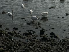 -烟墩角天鹅湖