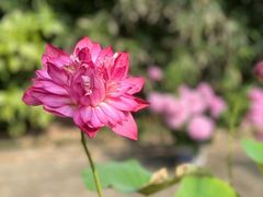 -树山生态村