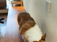 -有猫主题·治愈系猫咖(曾厝垵店)