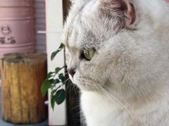 -喵屿·大理花园猫咖