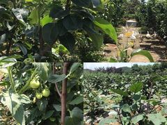 -呼吸森林·生态农庄农家乐私房菜