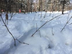 -大秃顶子山(雪谷店)