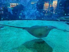 -太平洋海底世界