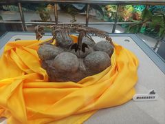 -诸城市恐龙博物馆
