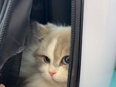 -北京观赏动物医院·24小时大型综合·猫专科·异宠专科