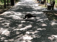 -北京麋鹿生态实验中心