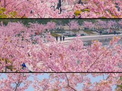 -新江湾城公园