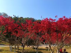 -广州市帽峰山景区