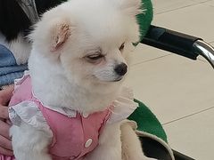 -怪兽屋·羊驼·猫咖·狗咖(俊华广场店)