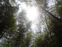 -宁波浙东大竹海景区