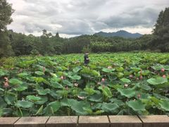-清漾毛氏文化村