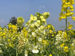 -三圣花乡旅游区