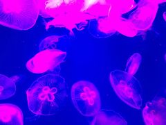 -成都浩海立方海洋公园