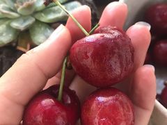 -菜园坝水果市场