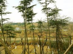 -白鹭湾湿地公园