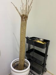 点击看大图 -P.STYLE派斯造型