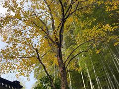 -杭州黄龙洞