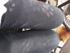 -柴犬高等学院·狗咖·柴犬售卖·宠物训练