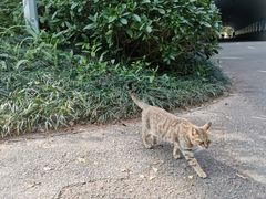 -深圳国际园林花卉博览园