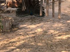 -深圳野生动物园