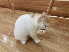 -滚猫咖啡·猫咖·猫友好撸猫(未来城店)