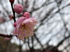 -香雪海
