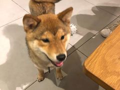 -柴务处·柴犬主题狗咖