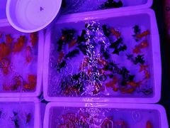 -中环花鸟鱼虫市场