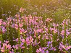 -汉长安城未央宫国家考古遗址公园
