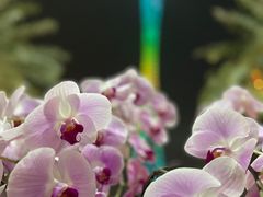 -海心沙亚运公园