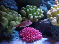 -暹罗海洋世界