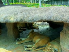 -北京野生动物园