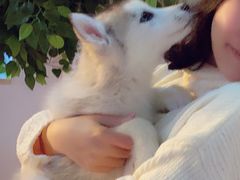 -Husky Go! 哈士奇体验馆·宠物咖啡厅狗咖