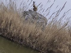 -泗洪洪泽湖湿地景区