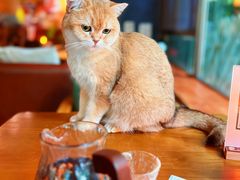 -咖法森林·咖啡  酒吧(天河店)