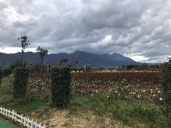 -丽江植物园